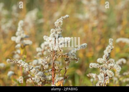 Graines sur verge à or géant garnie (Solidago gigantea). Banque D'Images