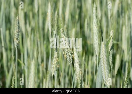 Des épis de seigle verts en fleurs (Secale cereale) avec du pollen. Banque D'Images