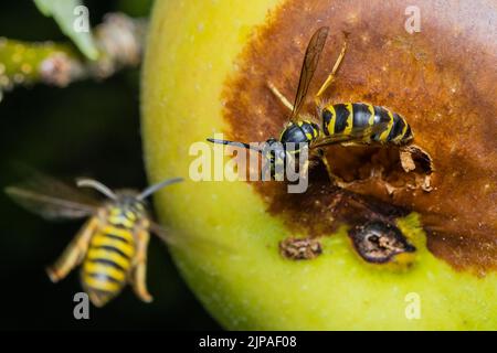 Une guêpe mange une pomme, une guêpe mange une pomme pourrie Banque D'Images