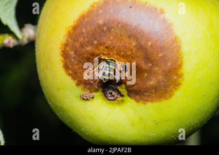 Une guêpe mange une pomme, une guêpe mange une pomme pourrie Banque D'Images