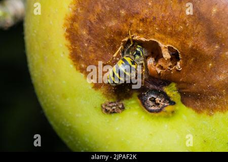 Une guêpe mange une pomme, une guêpe mange une pomme pourrie Banque D'Images