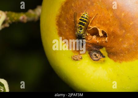 Une guêpe mange une pomme, une guêpe mange une pomme pourrie Banque D'Images