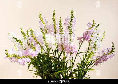 Plantes blanches et roses de l'Obédiant isolées sur fond beige clair, gros plan. Banque D'Images