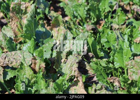 Infection de la tache foliaire de Cercospora (Cercospora beticola) sur une plante de betterave à sucre. Banque D'Images