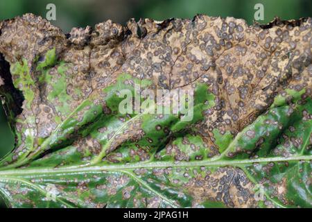 Infection de la tache foliaire de Cercospora (Cercospora beticola) sur une plante de betterave à sucre. Banque D'Images