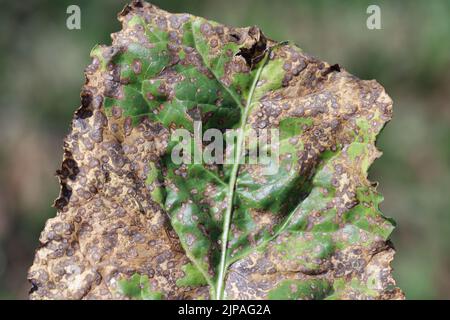 Infection de la tache foliaire de Cercospora (Cercospora beticola) sur une plante de betterave à sucre. Banque D'Images