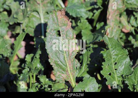 Infection de la tache foliaire de Cercospora (Cercospora beticola) sur une plante de betterave à sucre. Banque D'Images