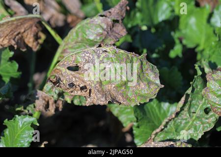 Infection de la tache foliaire de Cercospora (Cercospora beticola) sur une plante de betterave à sucre. Banque D'Images