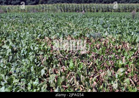 Infection de la tache foliaire de Cercospora (Cercospora beticola) sur une plante de betterave à sucre. Banque D'Images