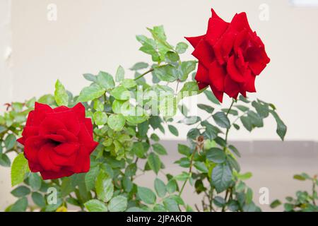 Velvelouté rouge entièrement soufflé hybride thé rose savent aussi Ingrid Bergman, floraison dans le soleil jour Banque D'Images