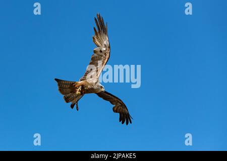 Deux cerfs-volants rouges chassant dans le ciel bleu, de beaux oiseaux de proie Banque D'Images