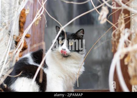 le coca noir et blanc de chat colle sa langue et pose sur la vieille fenêtre Banque D'Images