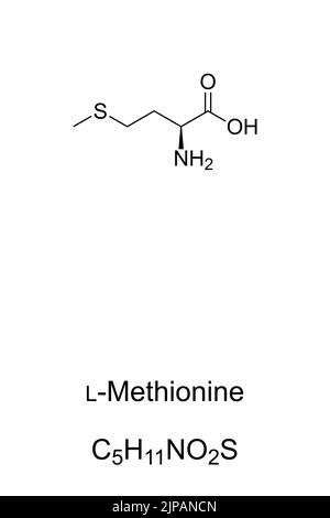 L-méthionine, formule chimique et structure squelettique. Acides aminés essentiels chez les humains. Joue un rôle essentiel dans le métabolisme et la santé. Banque D'Images