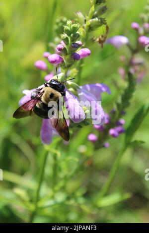 Bumblebee se nourrissant d'une fleur de plante obéissante à Miami Woods à Morton Grove, Illinois Banque D'Images