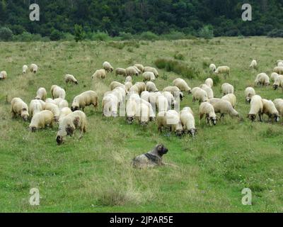 Les chiens de berger sont traditionnellement utilisés en Roumanie pour protéger les moutons contre les attaques des ours et des loups. Banque D'Images