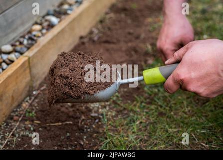 Gros plan des mains de jardinier masculin tenant la truelle de pelle pleine de terre, en répandant la terre sur le sol à côté de la pelouse. Banque D'Images