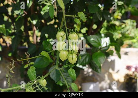 De petites tomates vertes mûrissent dans la ferme. Les tomates fruitent dans le jardin. Les jeunes tomates sont vertes. Tomates vertes fraîches accrochées à l'arbre dans la légumes Banque D'Images