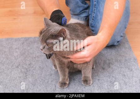Un homme peigne un chat gris chartreuse avec un gant en silicone. Banque D'Images