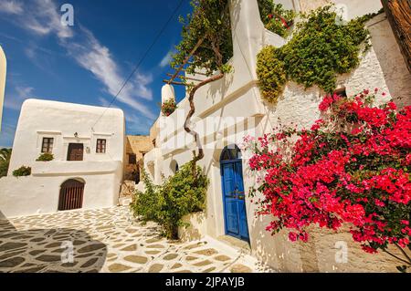 Vue sur les maisons blanches avec pots de fleurs dans un village traditionnel de l'île de Sikinos, Grèce Banque D'Images