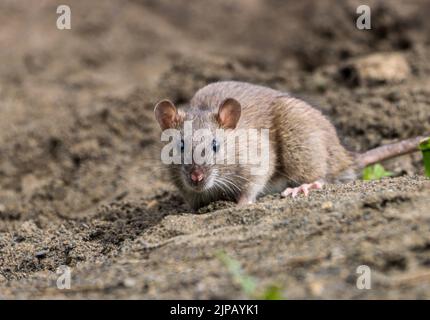 Un gros plan d'un joli rat regardant la caméra sur un sol sablonneux Banque D'Images