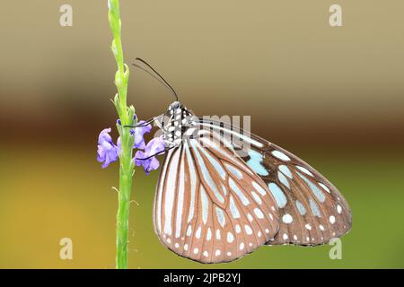 Papillon à pois bleus (tigre bleu) et fleurs, un beau papillon reposant sur les fleurs violettes dans le jardin Banque D'Images