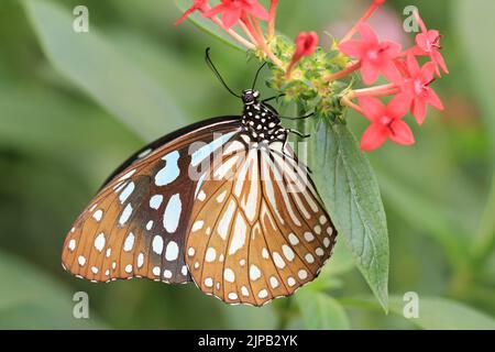 Papillon en tweed bleu à pois (tigre bleu), un beau papillon coloré installé sur la fleur rouge dans le jardin Banque D'Images