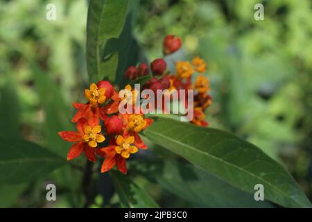 Fleurs de l'herbe à lait tropicale fleur de sang (Asclépias curassica) Banque D'Images