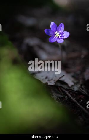 Hepatica nobilis dans une forêt de Stockholm au printemps Banque D'Images