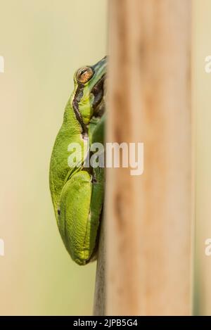 Mâle de la grenouille des arbres européens (Hyla arborea) assis sur une feuille de queue de chat sèche attendant les femelles pendant la saison de reproduction. Faune vert beige macro prendre Banque D'Images