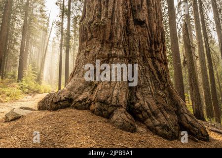 Grand tronc de Sequoia Tree à côté de Trail à travers Mariposa Grove à Yosemite Banque D'Images