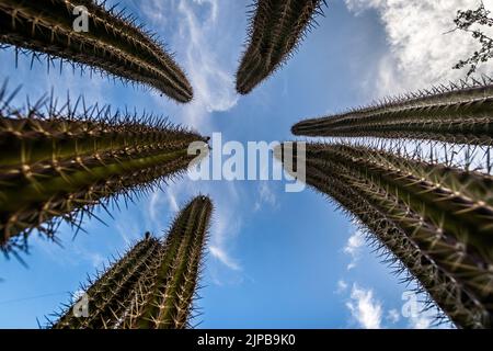 Un petit angle de cactus contre un beau ciel bleu au Texas, Etats-Unis Banque D'Images