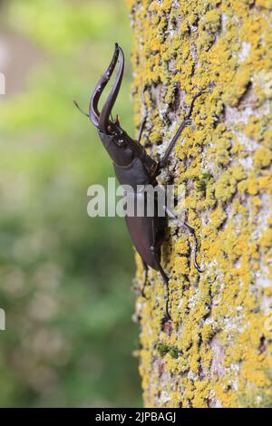 Le coléoptère rouge japonais (Prosopocilus inclinatus) à Osaka, au Japon Banque D'Images