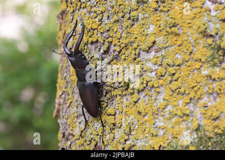 Le coléoptère rouge japonais (Prosopocilus inclinatus) à Osaka, au Japon Banque D'Images