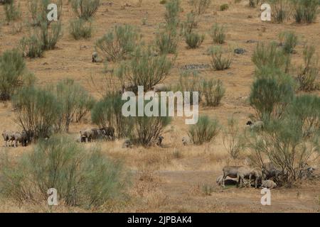 Estrémadure, Espagne. 16th août 2022. Des moutons sont vus au réservoir de Cijara à Extremadura, Espagne, le 15 août 2022. L'Espagne continue de souffrir de l'un des étés les plus chauds et les plus secs jamais enregistrés, après les températures les plus élevées jamais enregistrées en juillet. Le manque de pluie a laissé les volumes d'eau dans ses réservoirs à moins de 40 pour cent de leurs capacités de stockage -- 20 pour cent en dessous du niveau moyen pour cette période de l'année. Credit: Meng Dingbo/Xinhua/Alay Live News Banque D'Images