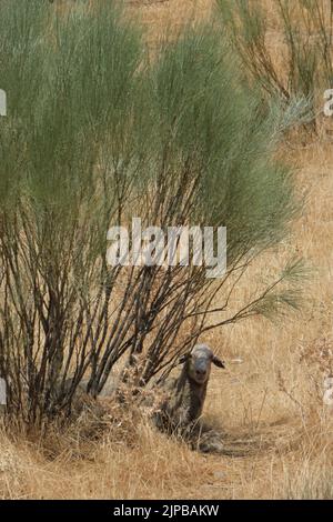 Estrémadure, Espagne. 16th août 2022. Un mouton est vu à l'ombre au réservoir de Cijara à Extremadura, Espagne, le 15 août 2022. L'Espagne continue de souffrir de l'un des étés les plus chauds et les plus secs jamais enregistrés, après les températures les plus élevées jamais enregistrées en juillet. Le manque de pluie a laissé les volumes d'eau dans ses réservoirs à moins de 40 pour cent de leurs capacités de stockage -- 20 pour cent en dessous du niveau moyen pour cette période de l'année. Credit: Meng Dingbo/Xinhua/Alay Live News Banque D'Images