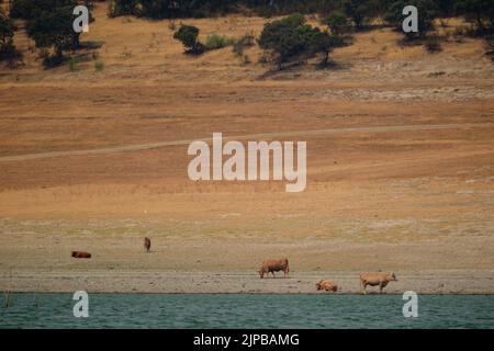 Estrémadure, Espagne. 16th août 2022. Des bovins sont vus au réservoir de Valdecanas à Extremadura, Espagne, le 16 août 2022. L'Espagne continue de souffrir de l'un des étés les plus chauds et les plus secs jamais enregistrés, après les températures les plus élevées jamais enregistrées en juillet. Le manque de pluie a laissé les volumes d'eau dans ses réservoirs à moins de 40 pour cent de leurs capacités de stockage -- 20 pour cent en dessous du niveau moyen pour cette période de l'année. Credit: Meng Dingbo/Xinhua/Alay Live News Banque D'Images