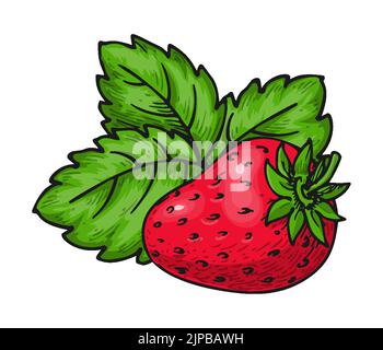 Fraise mûre entière isolée sur blanc. Forêt sauvage rouge baie simple avec feuille. Délicieux fruits écologiques doux et frais. Fraises juteuses dessinées à la main clip art co Illustration de Vecteur