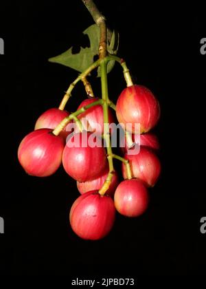 Fruits rouges de Chrysochlamys glauca de la péninsule d'Osa au Costa Rica Banque D'Images