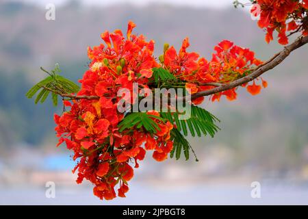 Indonesia Alor Island - branche de l'arbre de la flamme de floraison Banque D'Images