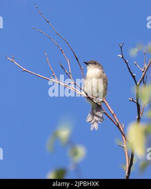 Un Phoebe oriental juvénile sur une branche Banque D'Images