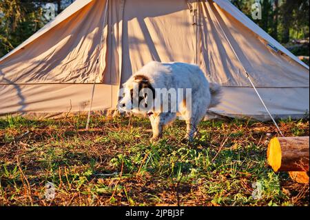 Grand chien devant la tente Banque D'Images