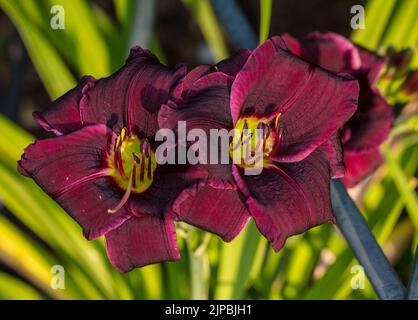 'Petite Grapette', Daglilja (Hemerocallis) Banque D'Images