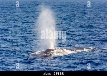 Une baleine bleue soufflant de l'air à la surface de la mer Banque D'Images