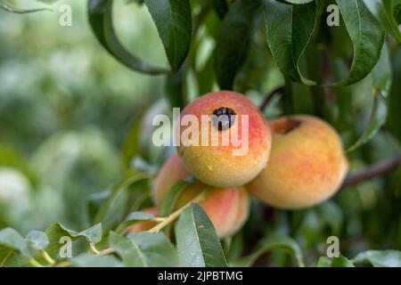 Vue en gros plan d'un fruit de pêche infecté sur un arbre avec foyer sélectif Banque D'Images