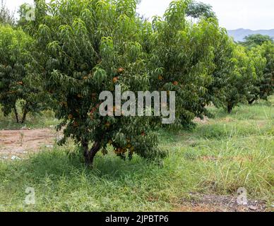 Verger de fruits de pêche avec des fruits prêts à cueillir des fruits et à récolter des cultures Banque D'Images