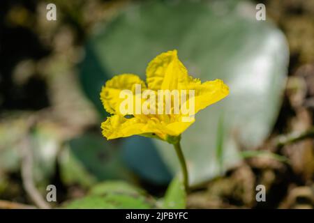 Les fleurs de nénuphars jaunes poussent sur l'eau. Une petite fleur jaune de nénuphars sur la surface sèche du lac, gros plan. Banque D'Images