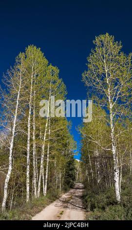Aspen Trees au printemps, Snake Creek Road, parc national de Great Basin, Nevada, États-Unis Banque D'Images