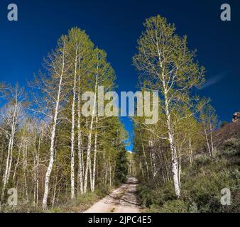 Aspen Trees au printemps, Snake Creek Road, parc national de Great Basin, Nevada, États-Unis Banque D'Images