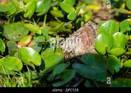 Coquillages de rivière parmi les feuilles de nénuphars. Coquille de rivière parmi les feuilles de nénuphars sur la surface sèche du lac, en gros plan. Banque D'Images