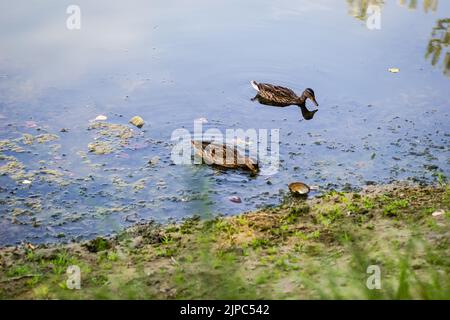 Canards sauvages dans leur environnement naturel. Deux canards sauvages sur la rive du canal Banque D'Images